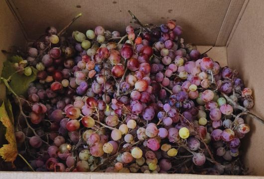 De la cueillette à la dégustation, il n’y a qu’un pas… et beaucoup de gourmandise ! 