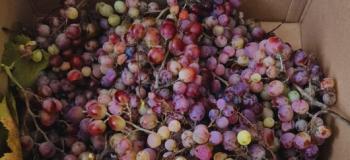 De la cueillette à la dégustation, il n’y a qu’un pas… et beaucoup de gourmandise ! 